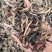 白背毛木耳丝批发螺蛳粉食堂可分装电商一件代发头茬皮木耳丝