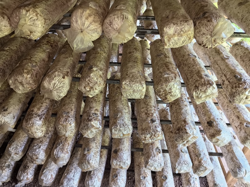 自产自销，12万棒，高产，优质花菇菌棒