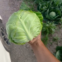【热卖中】陕西中甘甘蓝自家种植基地无中间商保质保量整车