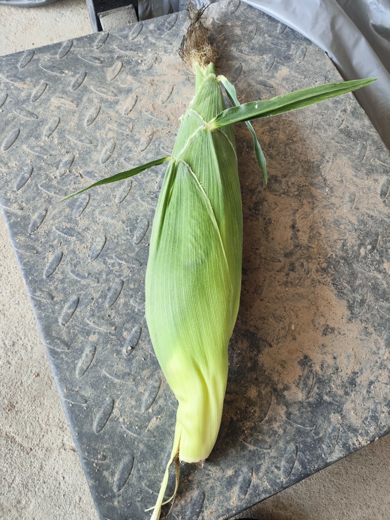 精品糯玉米大量有货需要联系