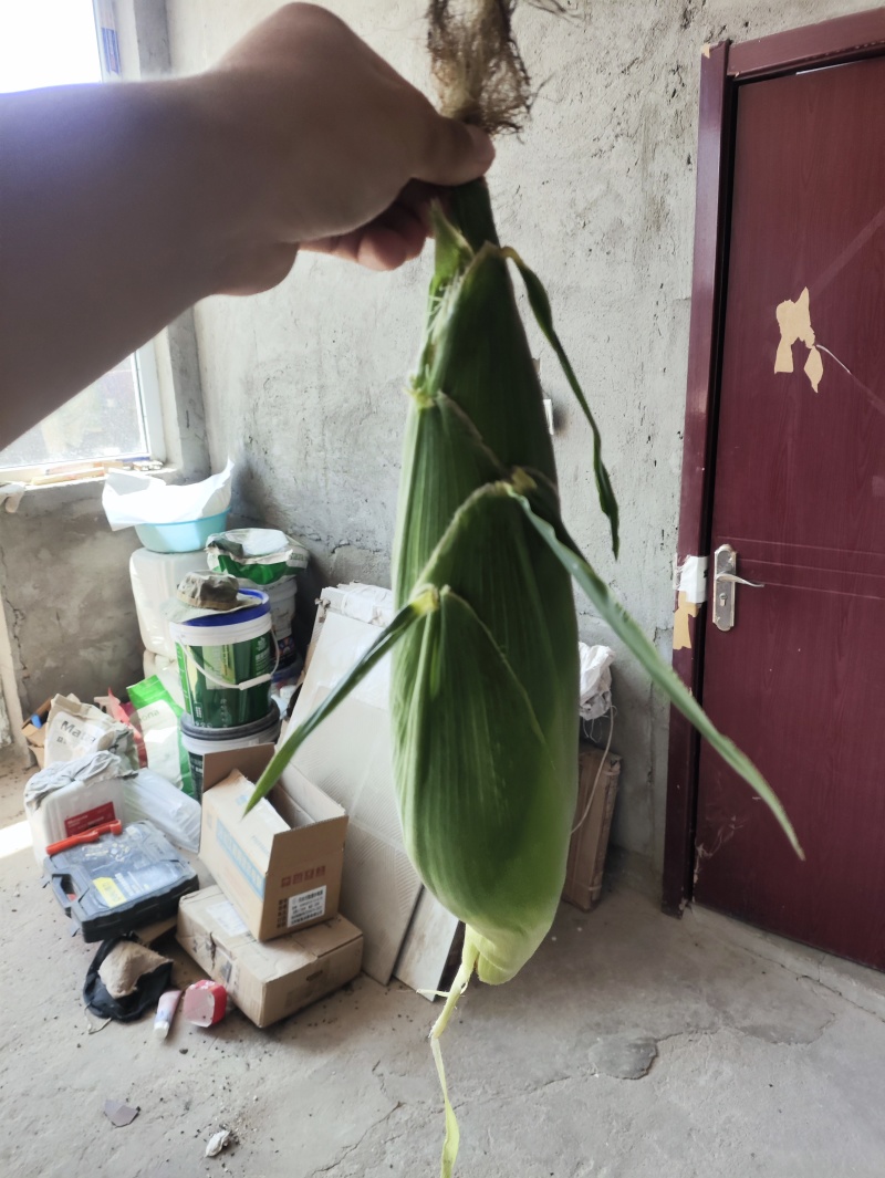 精品糯玉米大量有货需要联系
