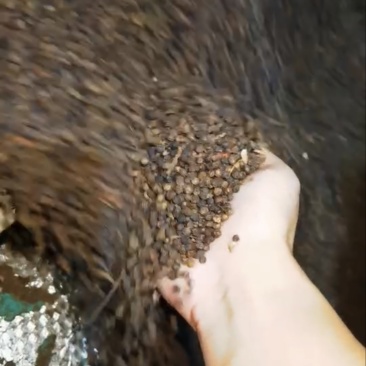 黑胡椒
