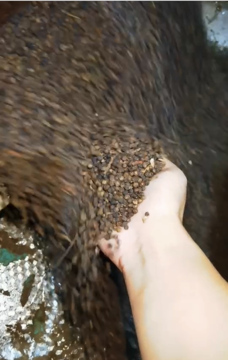 黑胡椒
