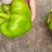 黄皮园椒