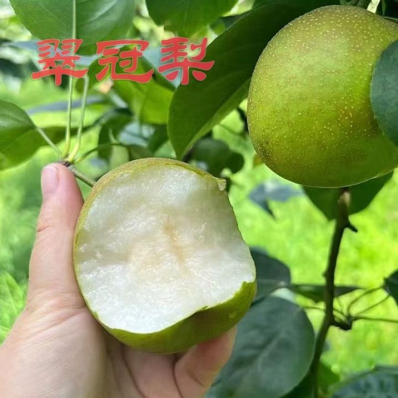 翠冠蜜梨