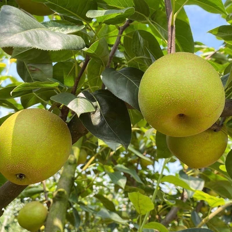 翠冠蜜梨