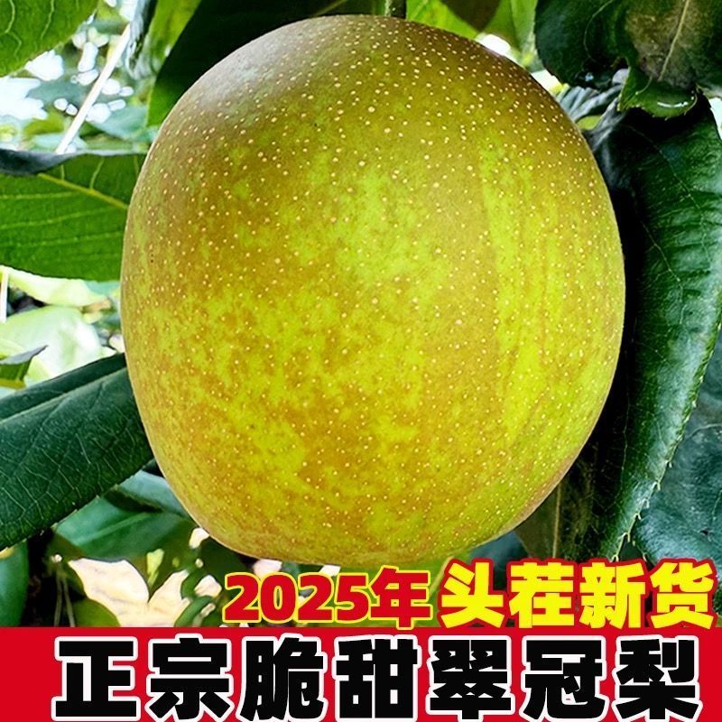 翠冠蜜梨