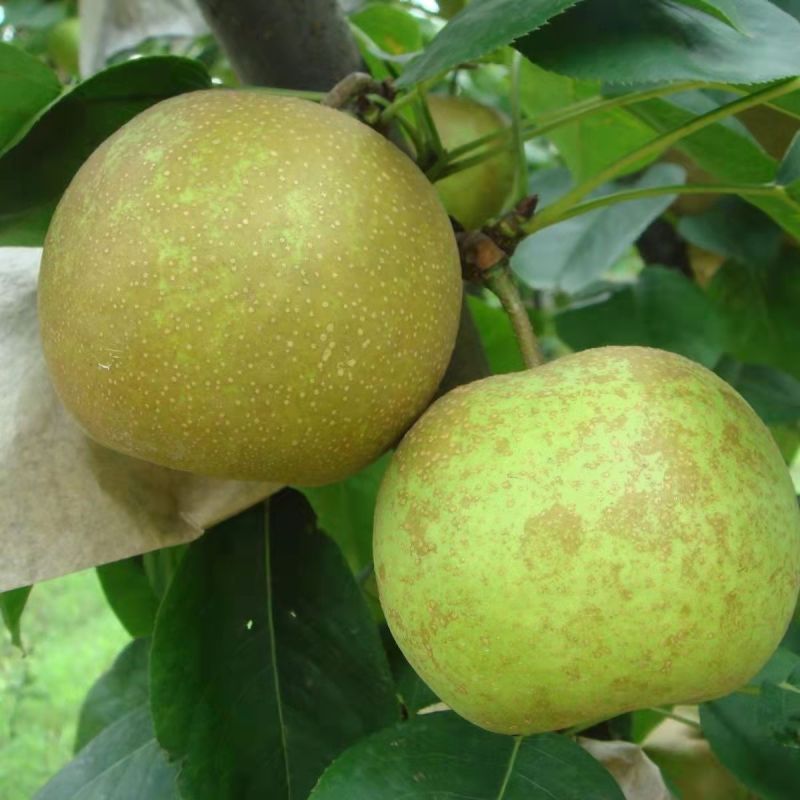 翠冠蜜梨