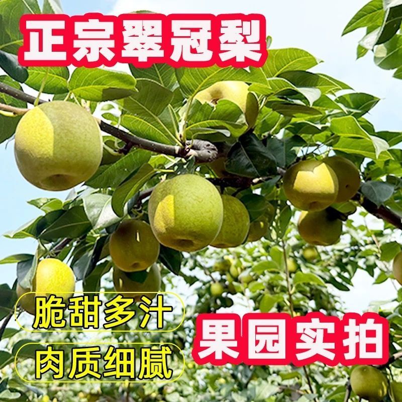翠冠蜜梨