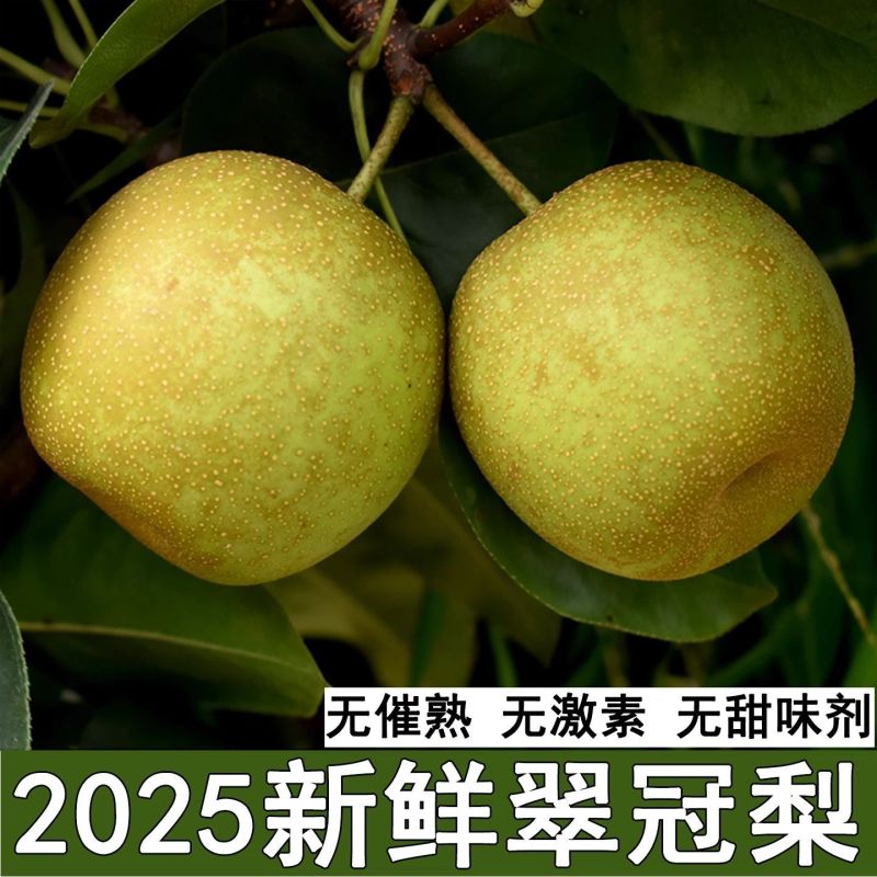 翠冠蜜梨