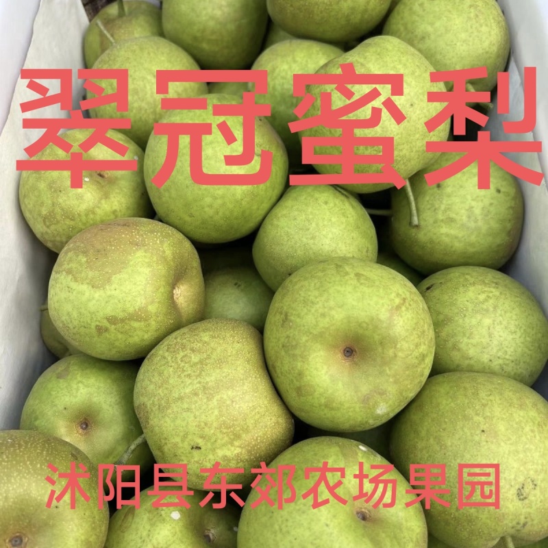 翠冠蜜梨