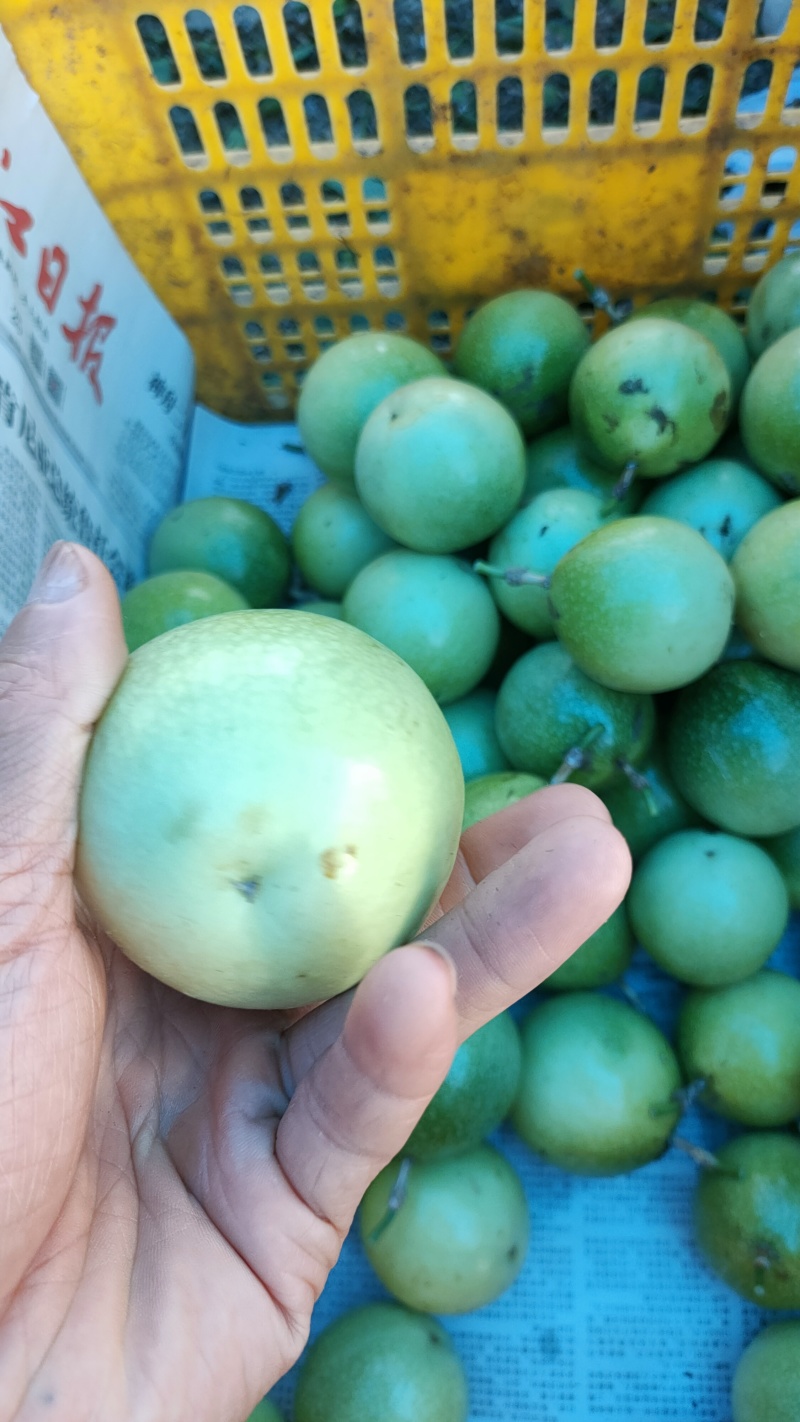 广东百香果湛江钦蜜9号香甜多汁货源充足