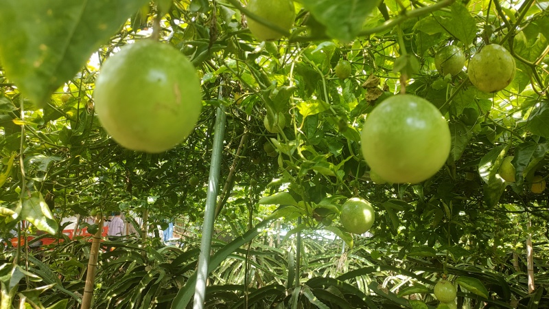 广东百香果湛江钦蜜9号香甜多汁货源充足