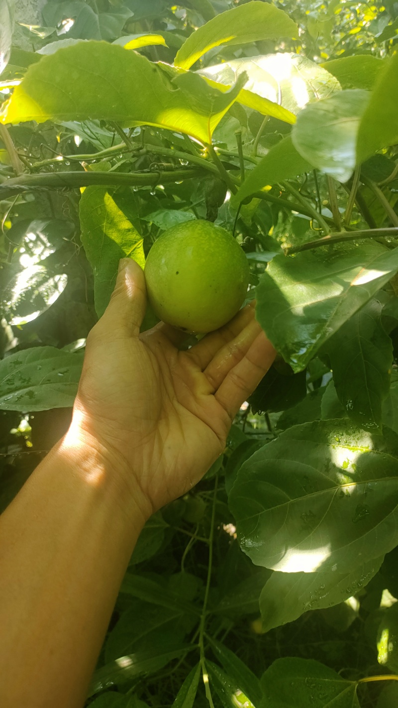 广东百香果湛江钦蜜9号香甜多汁货源充足