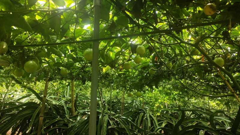 广东百香果湛江钦蜜9号香甜多汁货源充足