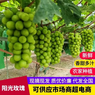安徽阳光玫瑰晴王葡萄万亩种植基地产地直发