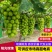 安徽阳光玫瑰晴王葡萄万亩种植基地产地直发