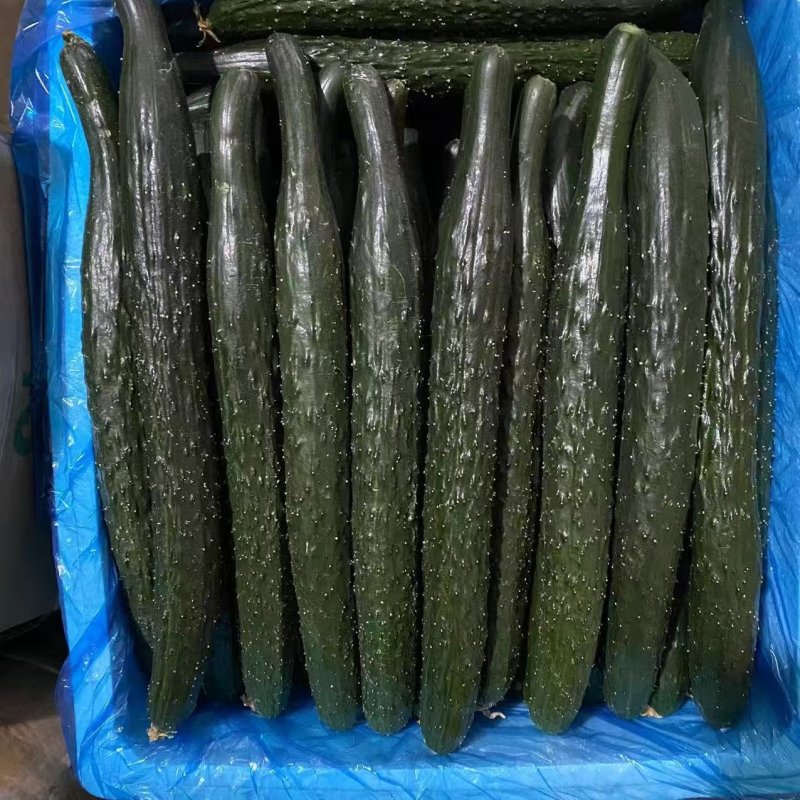 黄瓜\密刺黄瓜\河南商丘夏邑密刺黄瓜大量上市，欢迎咨询