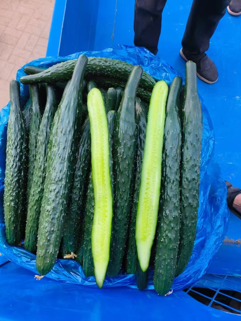 黄瓜\密刺黄瓜\河南商丘夏邑密刺黄瓜大量上市，欢迎咨询