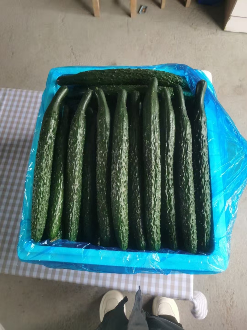黄瓜\密刺黄瓜\河南商丘夏邑密刺黄瓜大量上市，欢迎咨询