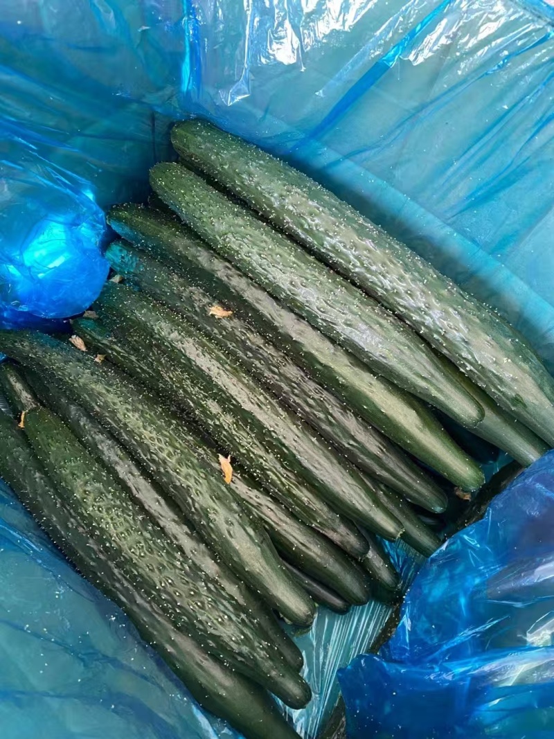 黄瓜\密刺黄瓜\河南商丘夏邑密刺黄瓜大量上市，欢迎咨询
