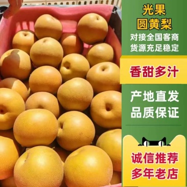 砀山光果圆黄梨红皮梨蜜梨大量供应产地直发