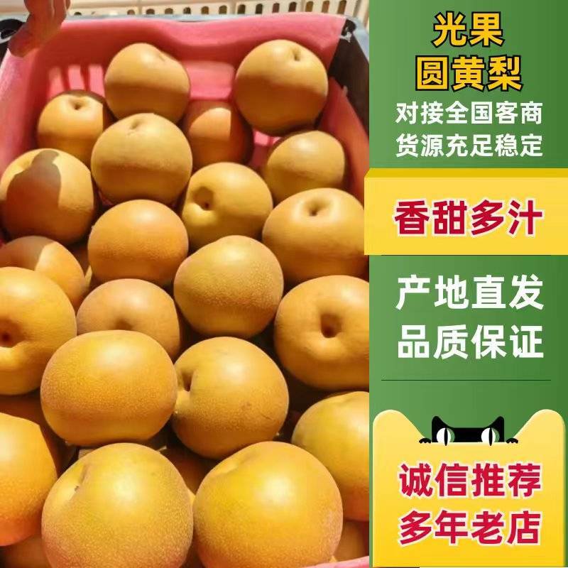 砀山光果圆黄梨红皮梨蜜梨大量供应产地直发