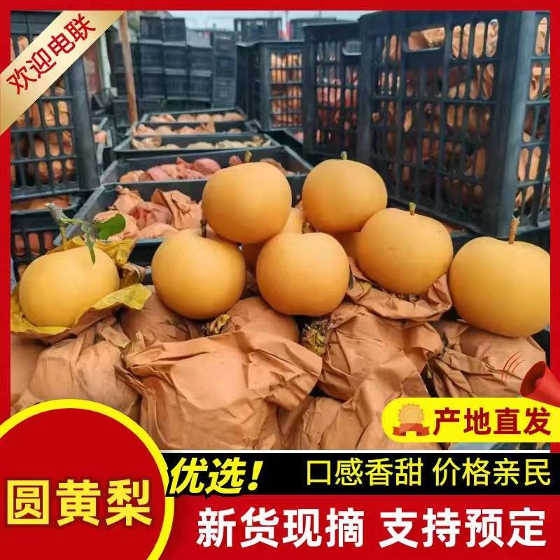 圆黄梨秋月梨新玉梨夏至蜜梨产地直发一手货源