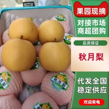 安徽秋月梨新玉梨夏至蜜梨供市场电商产地直发