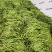高原无筋豆上市，