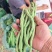 高原无筋豆上市，