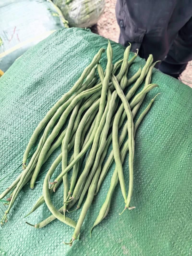 高原无筋豆上市，
