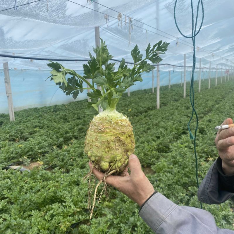 根芹球新鲜现挖根芹地中海根芹球寿光