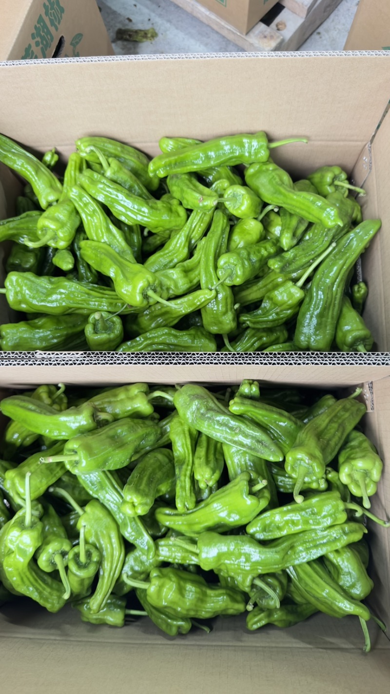 芜湖椒，薄皮椒泡椒，高山辣椒大量供应，需要联系我