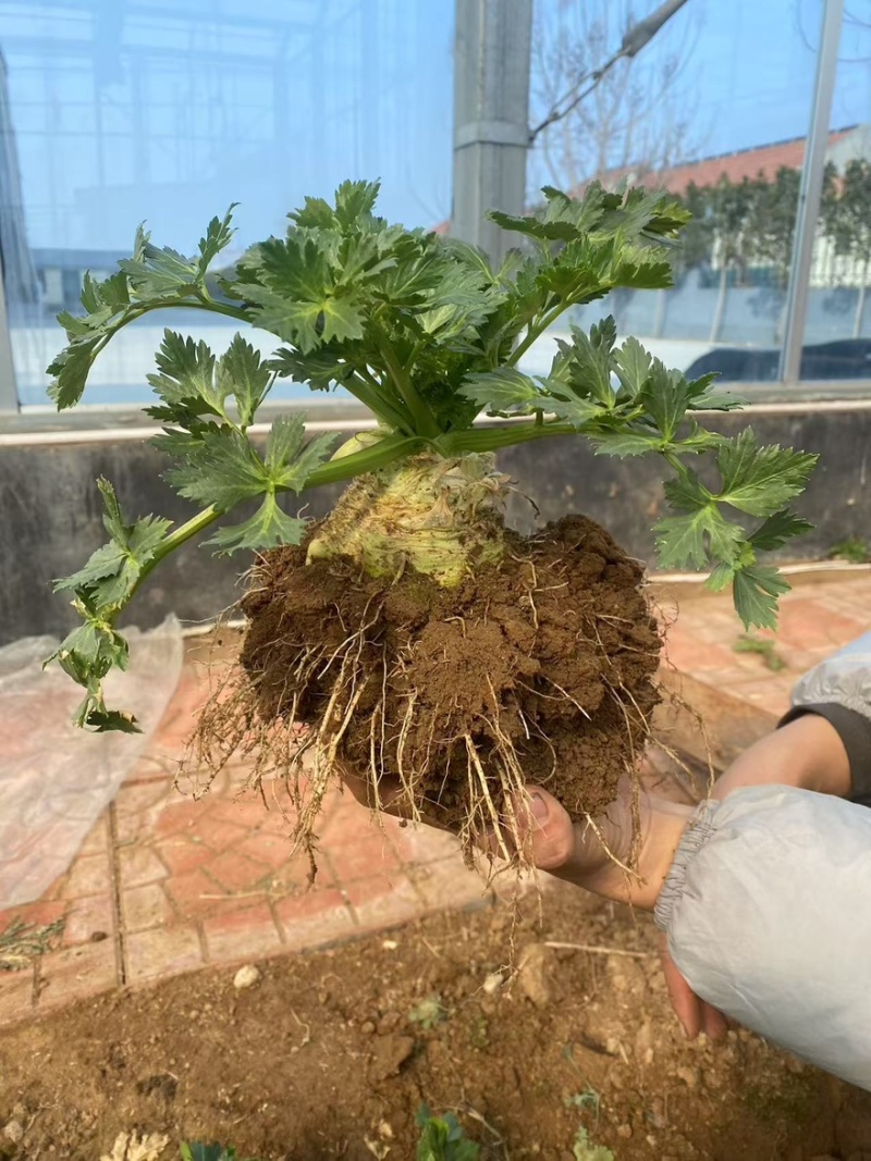 根芹球新鲜现挖根芹地中海根芹球寿光