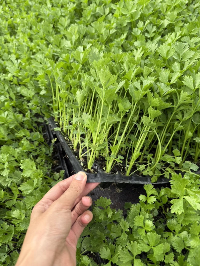 根芹球新鲜现挖根芹地中海根芹球寿光