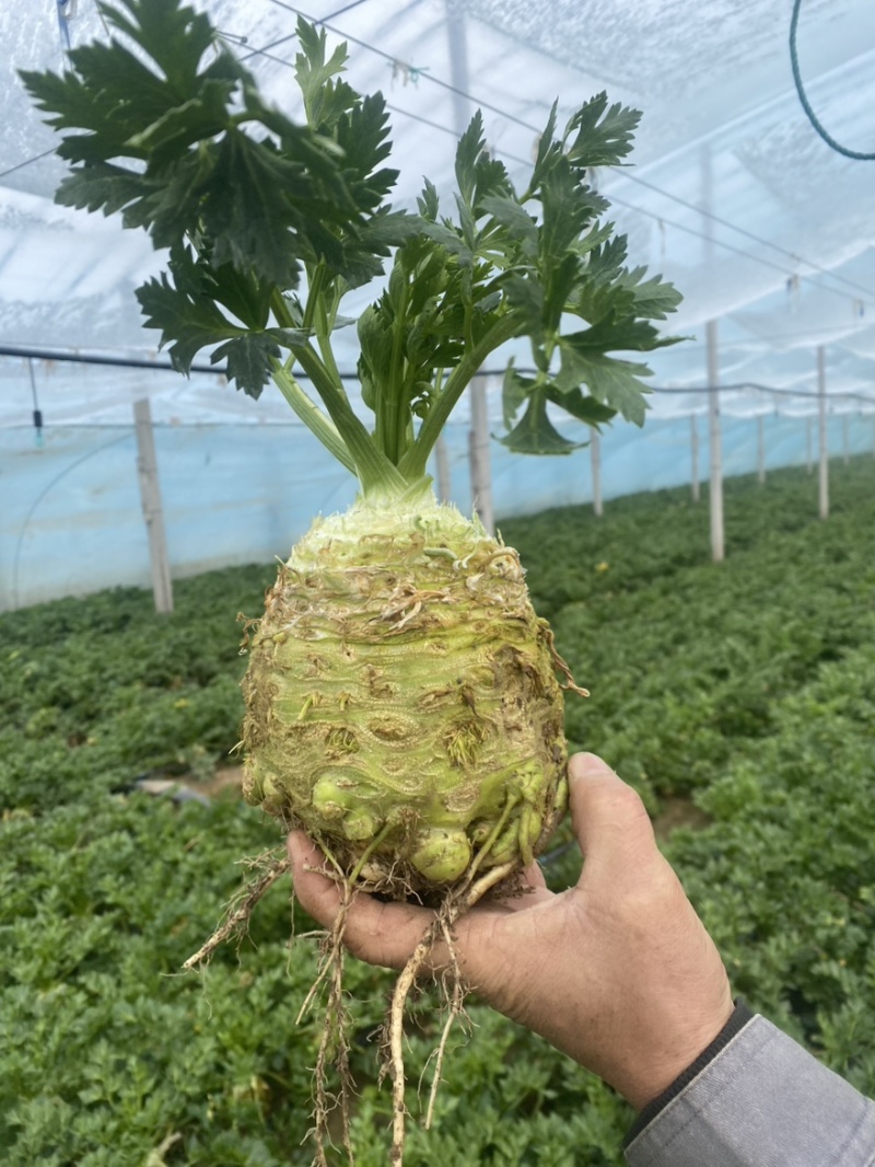 根芹球新鲜现挖根芹地中海根芹球寿光
