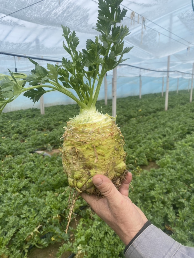 根芹球新鲜现挖根芹地中海根芹球寿光