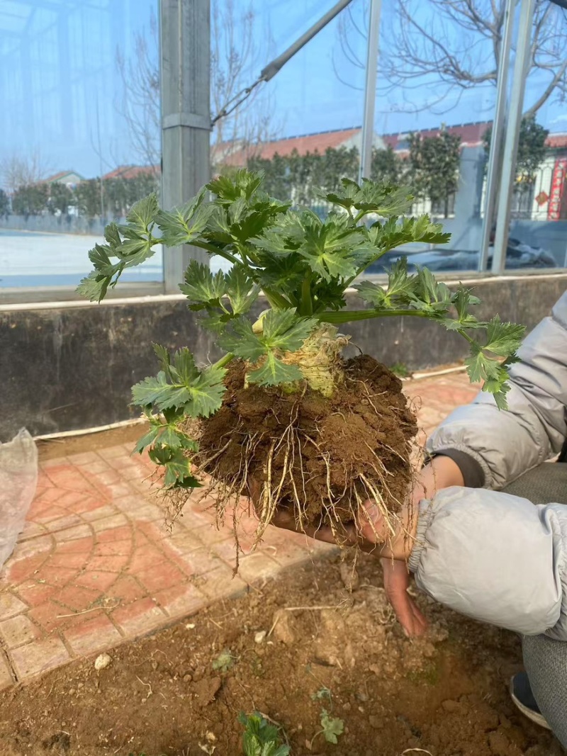 根芹球新鲜现挖根芹地中海根芹球寿光