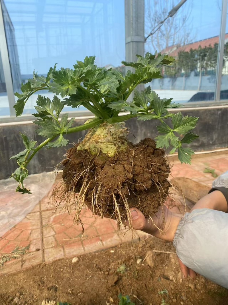 根芹球新鲜现挖根芹地中海根芹球寿光
