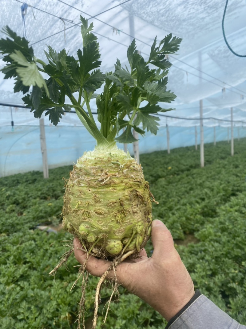 根芹球新鲜现挖根芹地中海根芹球寿光