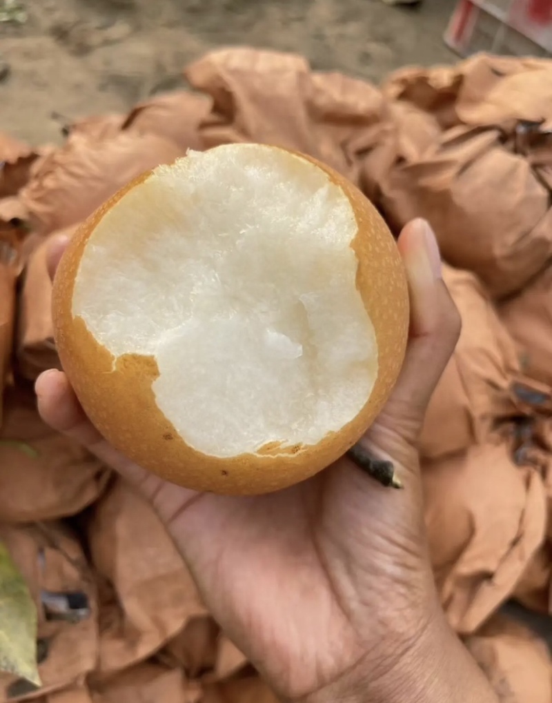 秋月梨三级果自家果园量大优惠有需要可以联系