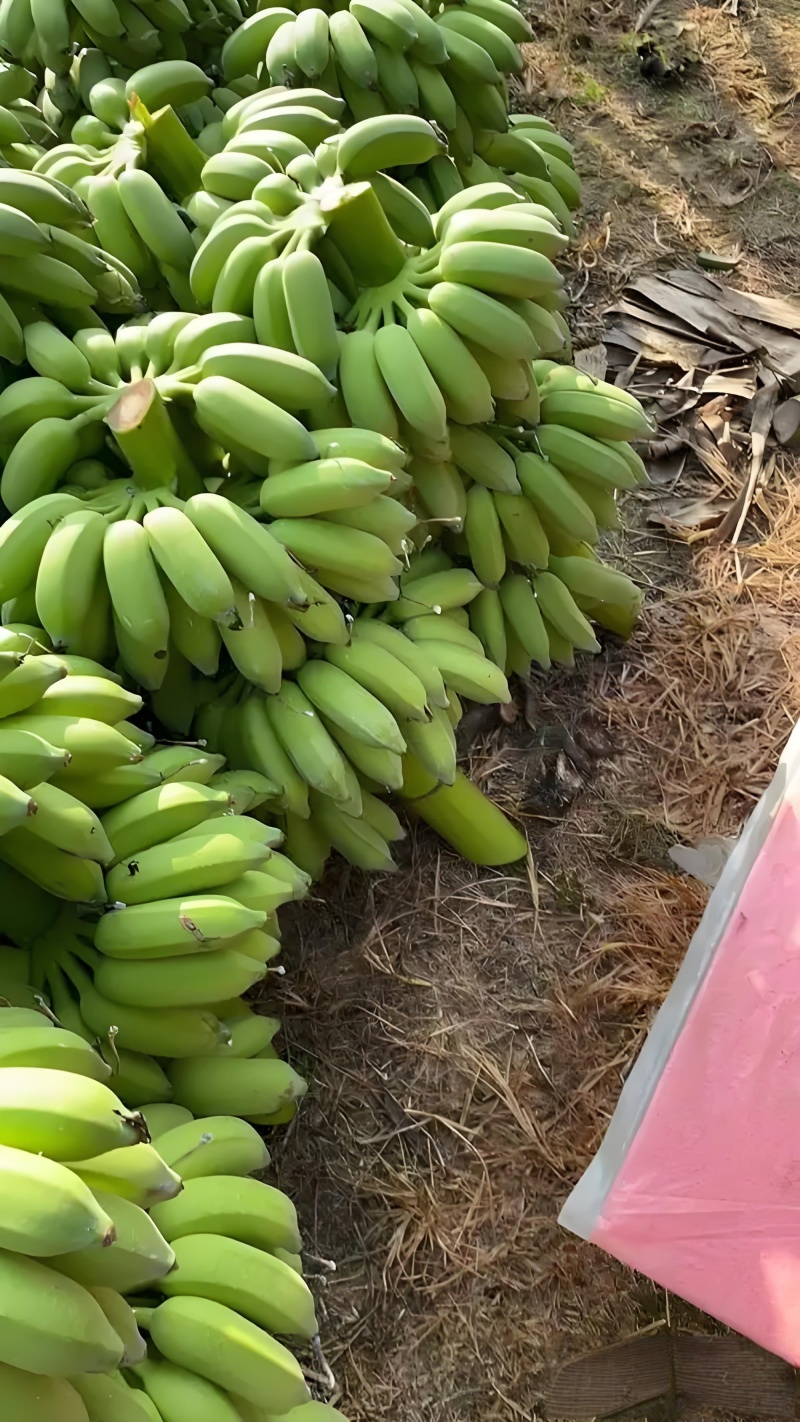 高州粉蕉，香蕉产地直供，专业代收购，代发货！