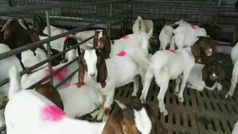 山羊苗波尔山羊苗波杂育肥公母羊苗常年出售量大