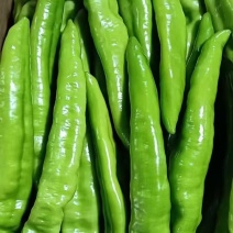 辽宁北镇尖椒大量上市一手货源保质保量可视频看货