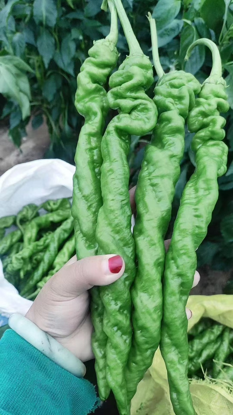 精品螺丝椒鲜辣椒大量上市量大从优欢迎来电咨询选购