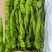 精品螺丝椒鲜辣椒大量上市量大从优欢迎来电咨询选购