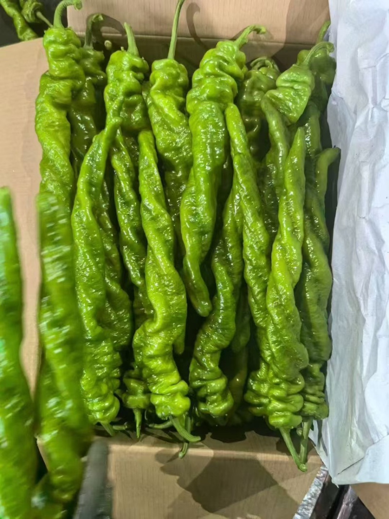精品螺丝椒鲜辣椒大量上市量大从优欢迎来电咨询选购