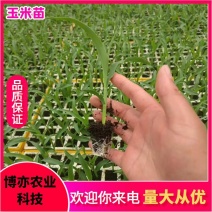 玉米苗，穴盘苗，可预定，可加工。无病害易成活。