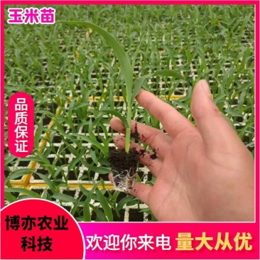 玉米苗，穴盘苗，可预定，可加工。无病害易成活。